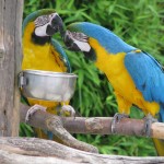 old couple - parrots photo credit pasukaru76